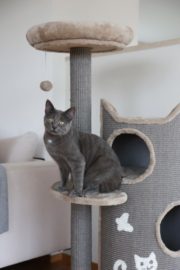 Kočka na kočičím škrabadle Tiana